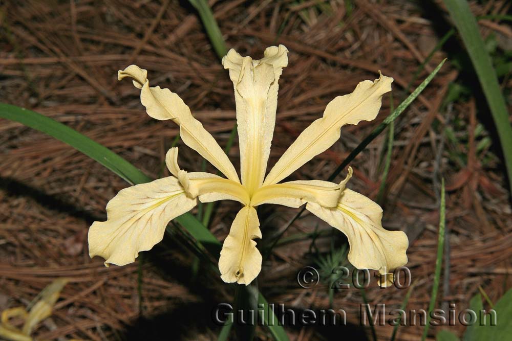 Iris tenuissima