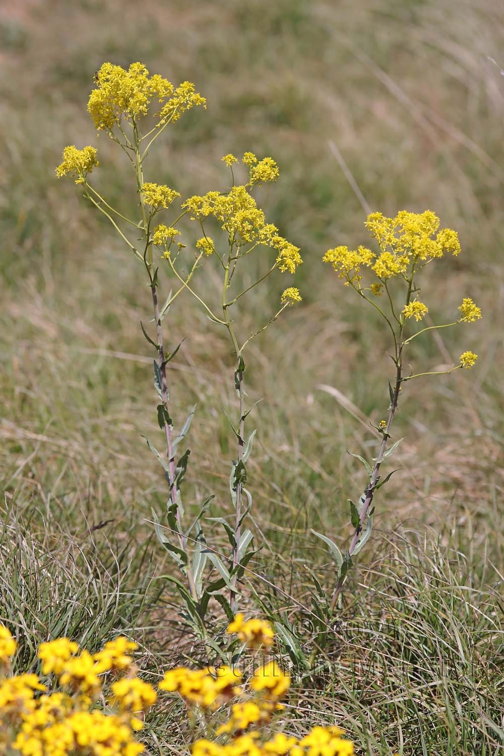 Isatis tinctoria