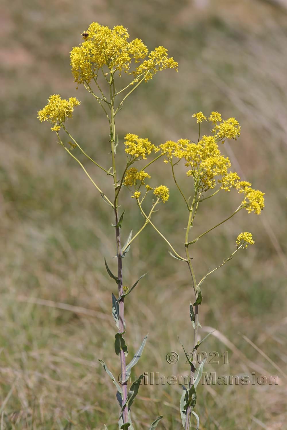 Isatis tinctoria