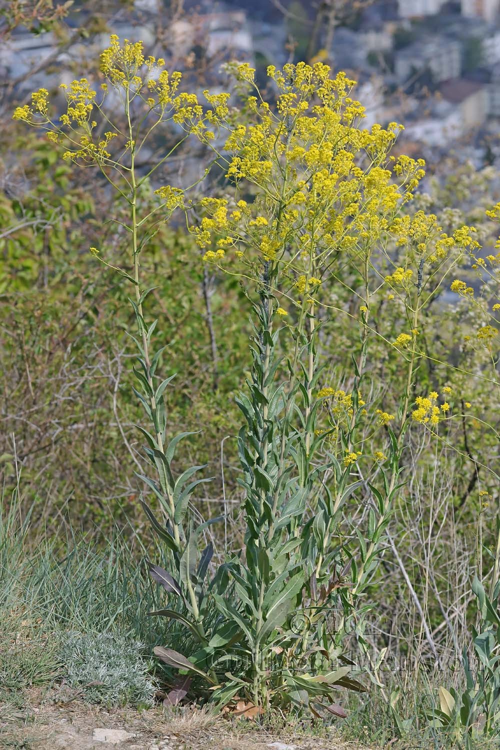 Isatis tinctoria