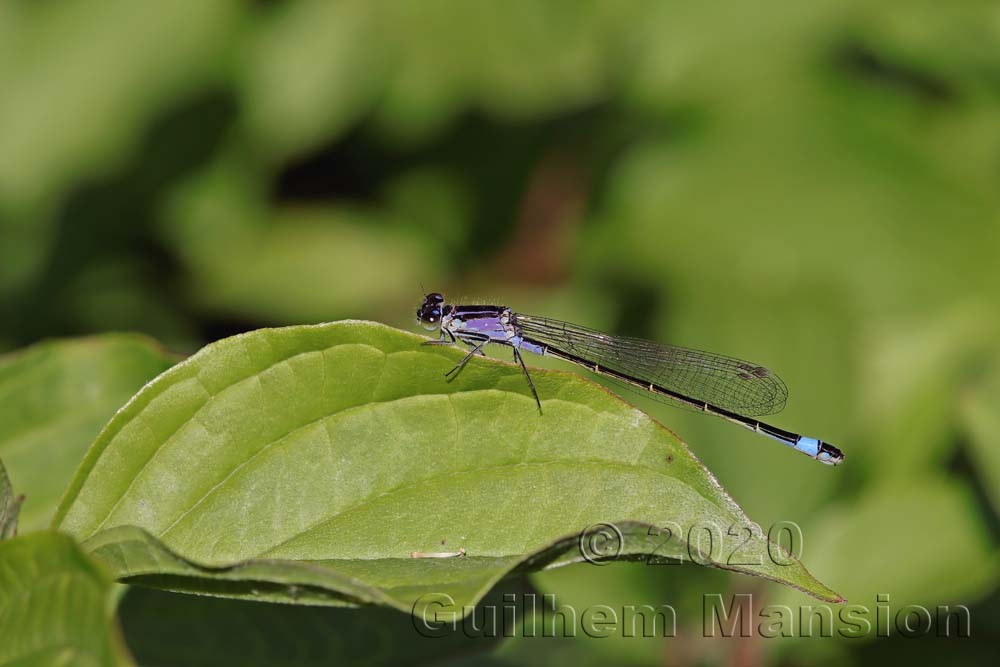 Ischnura elegans (F)