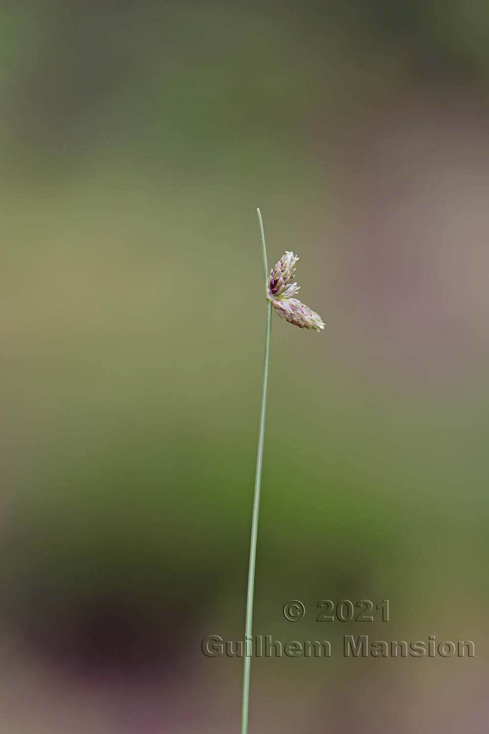 Isolepis setacea