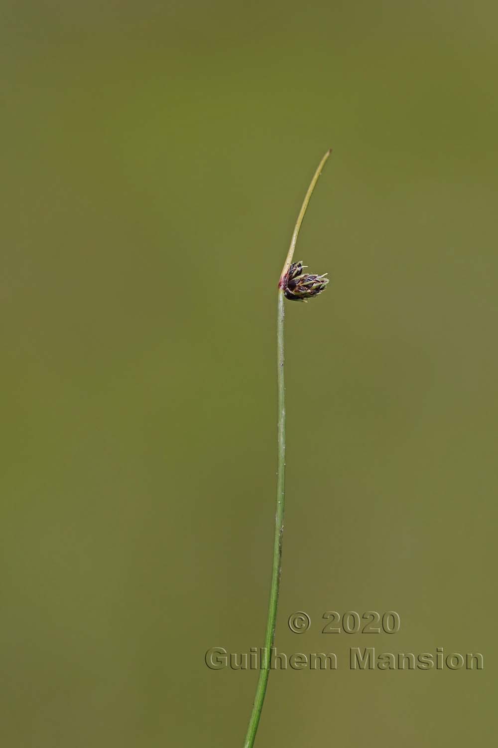 Isolepis setacea