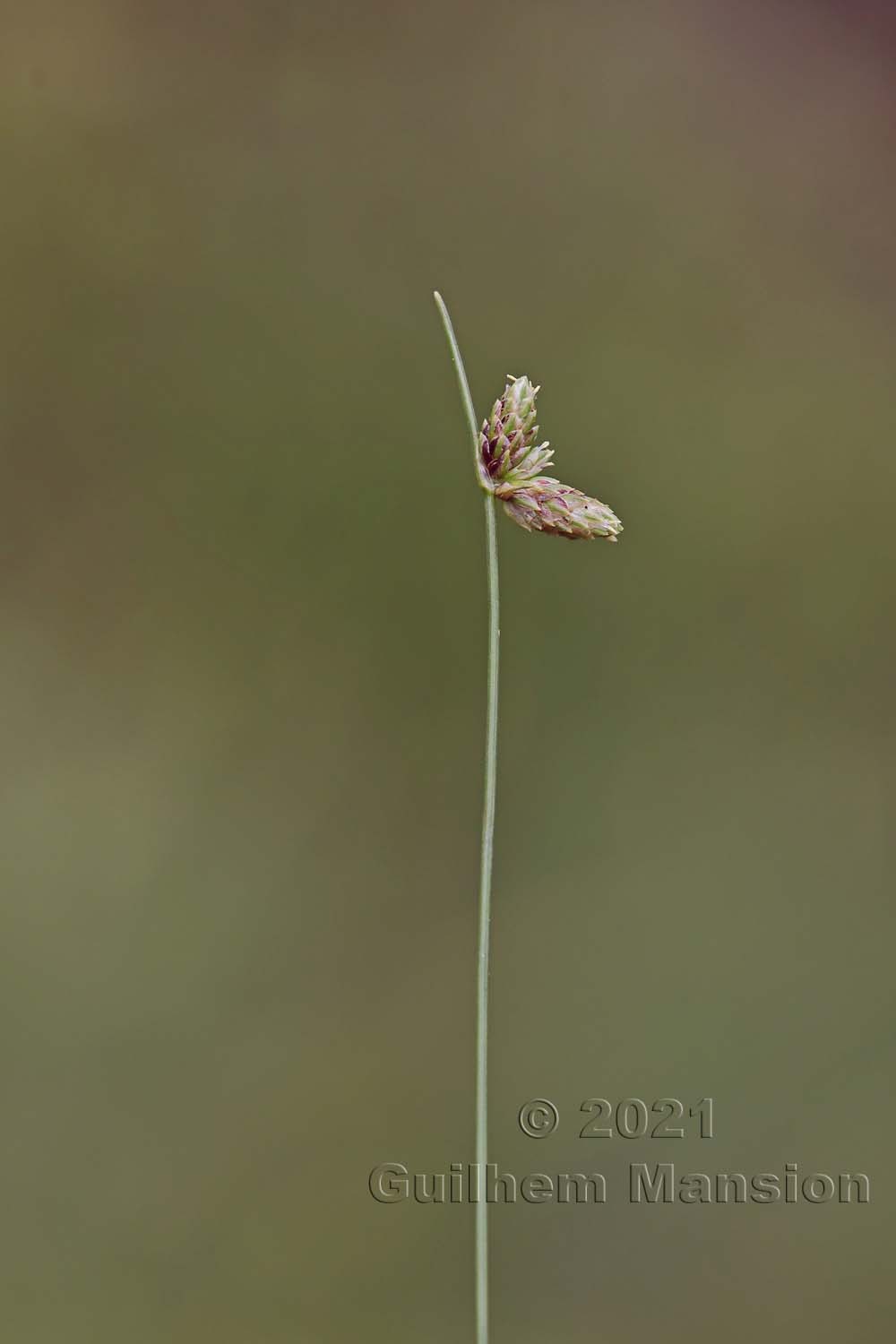 Isolepis setacea