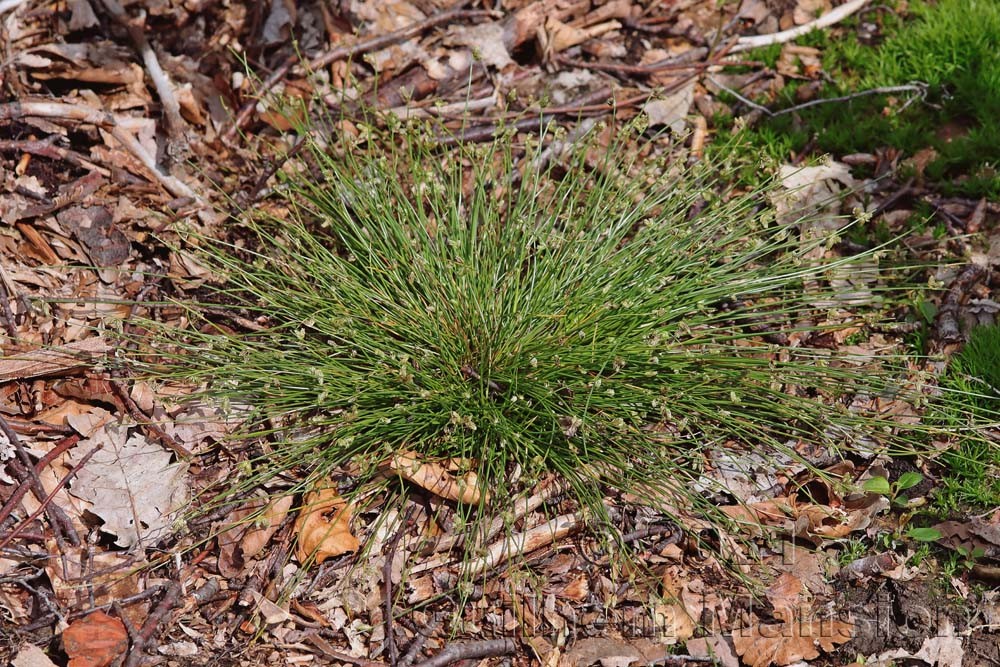 Isolepis setacea