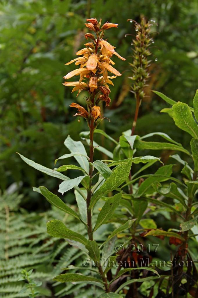 Digitalis canariensis [Isoplexis canariensis]