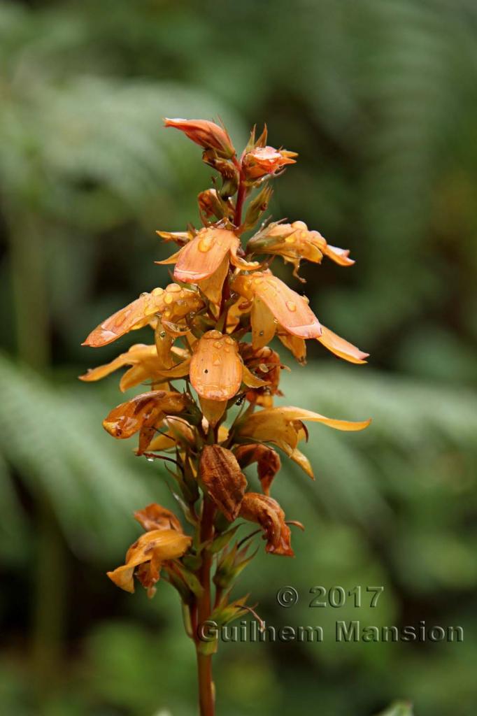 Digitalis canariensis [Isoplexis canariensis]