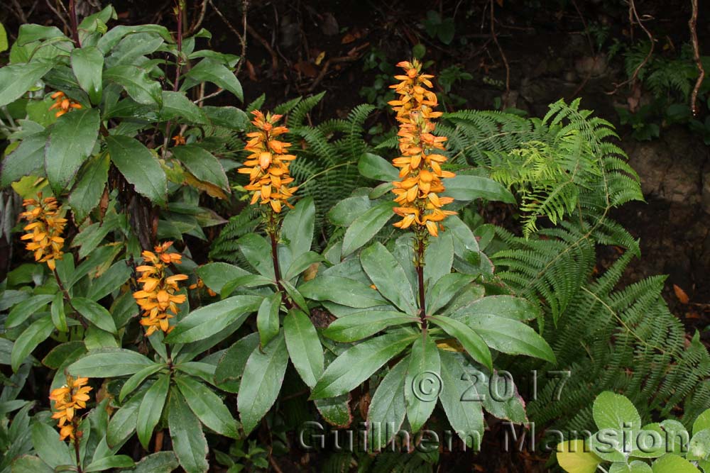 Digitalis canariensis [Isoplexis canariensis]