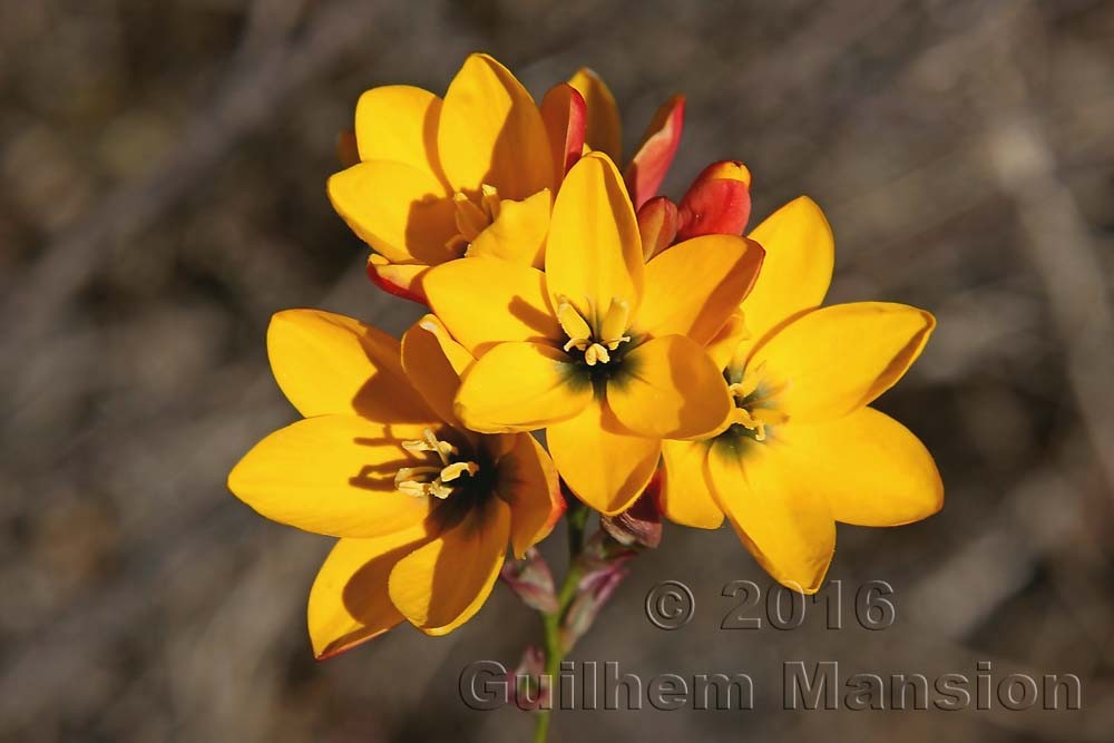 Ixia maculata