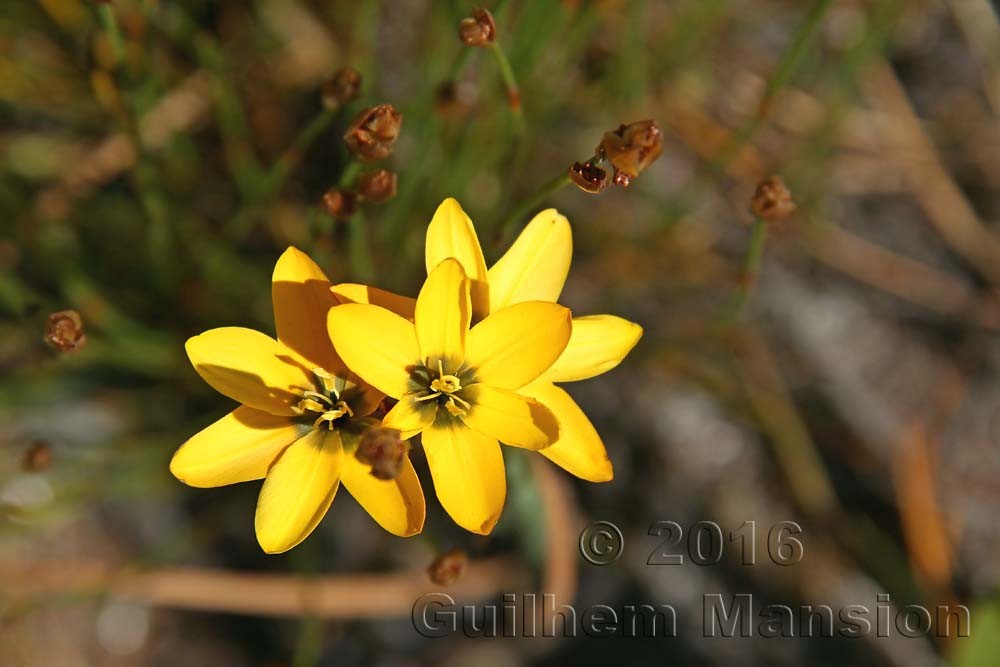 Ixia maculata