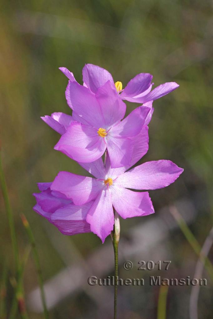 Ixia micrandra