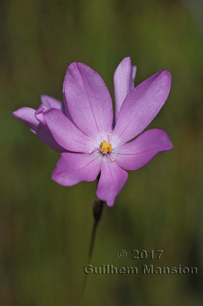 Ixia micrandra