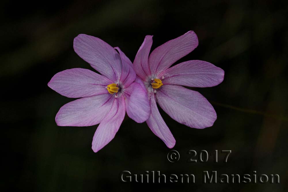 Ixia micrandra