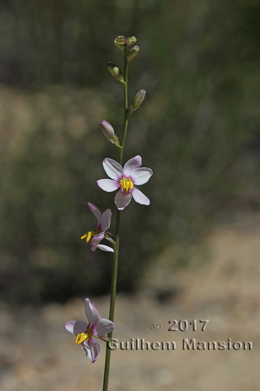 Ixia scillaris