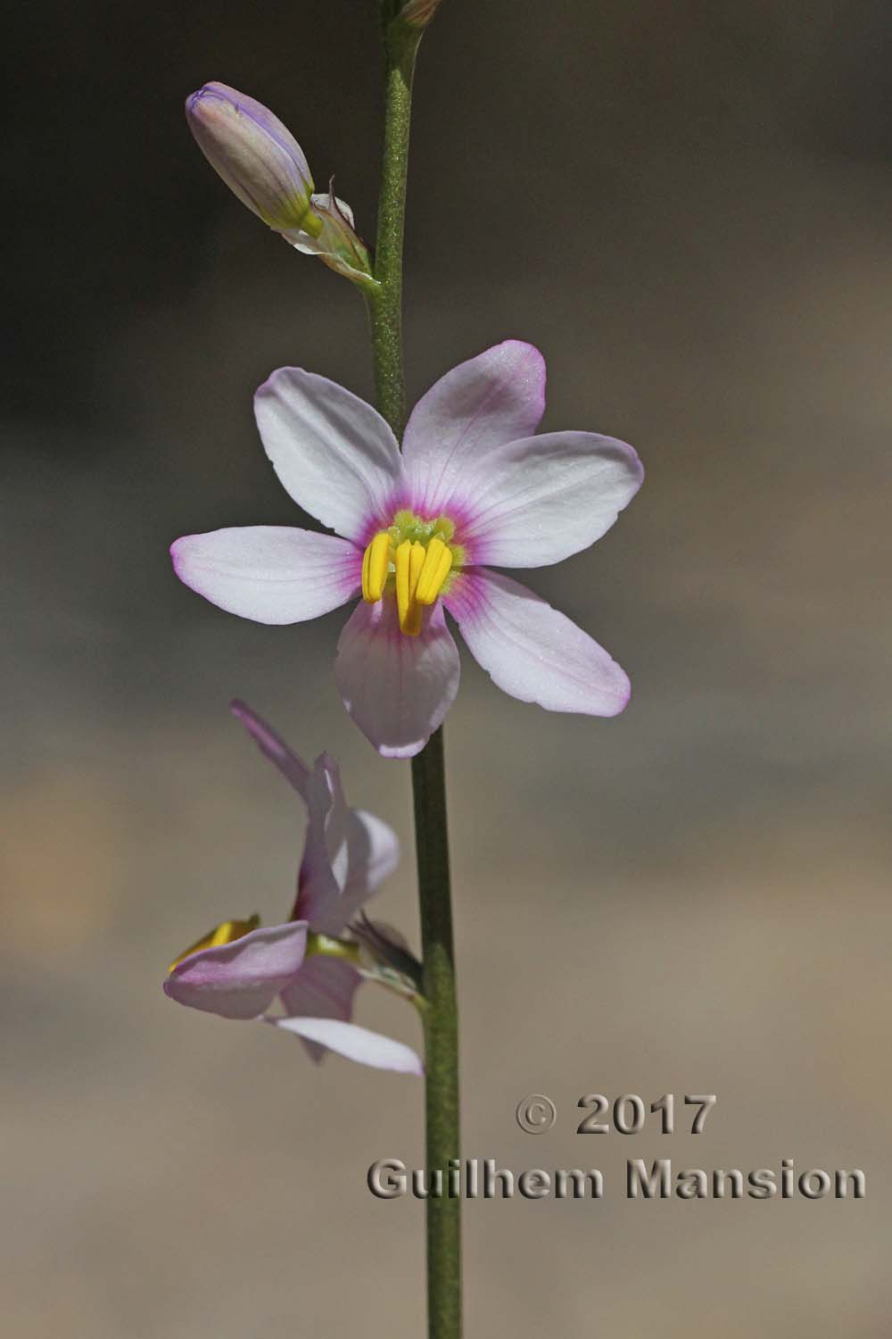 Ixia scillaris