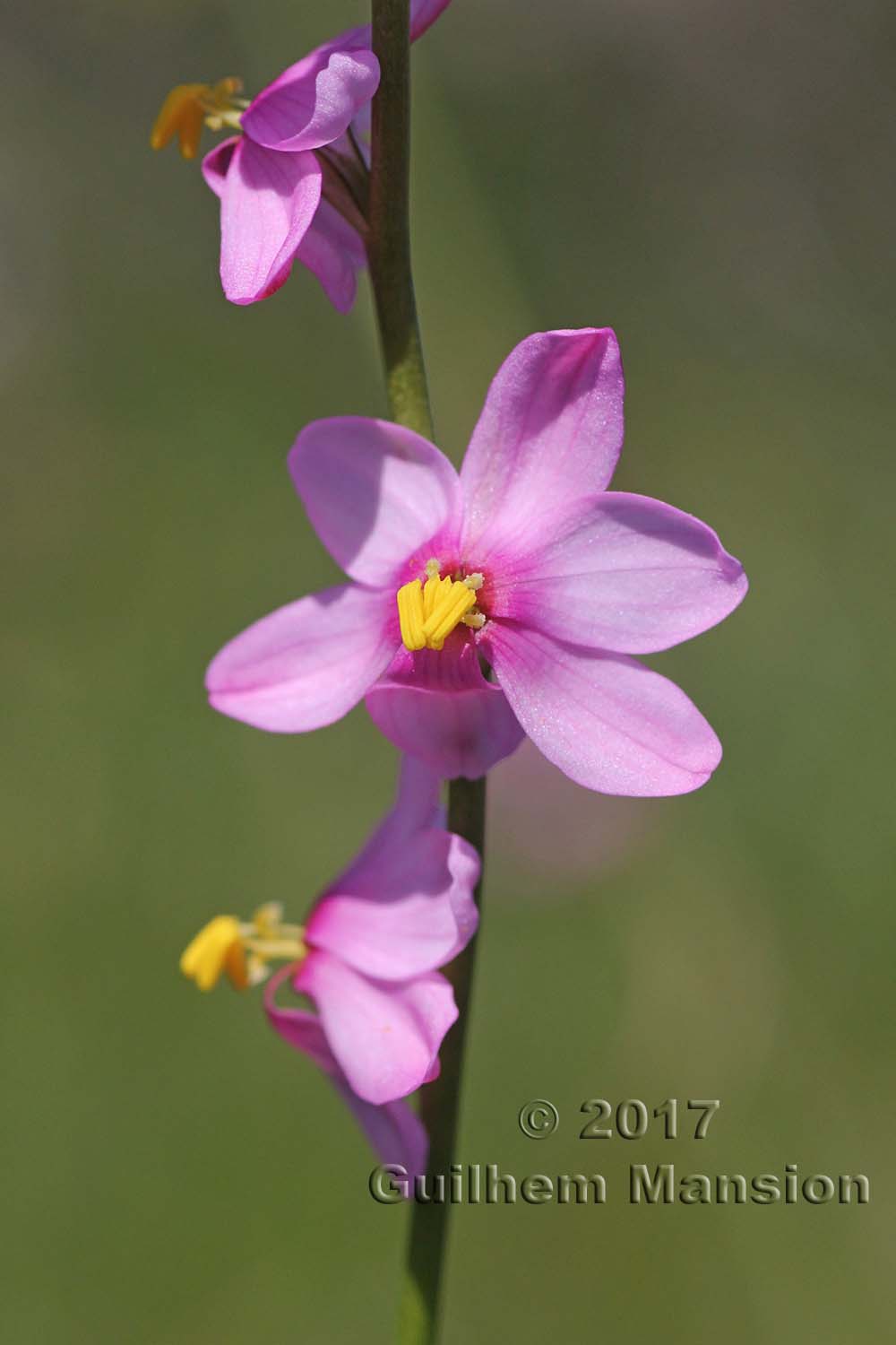 Ixia scillaris