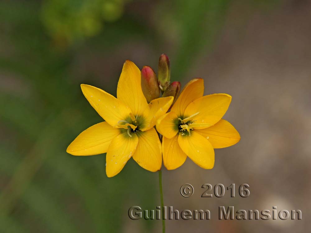 Ixia sp.