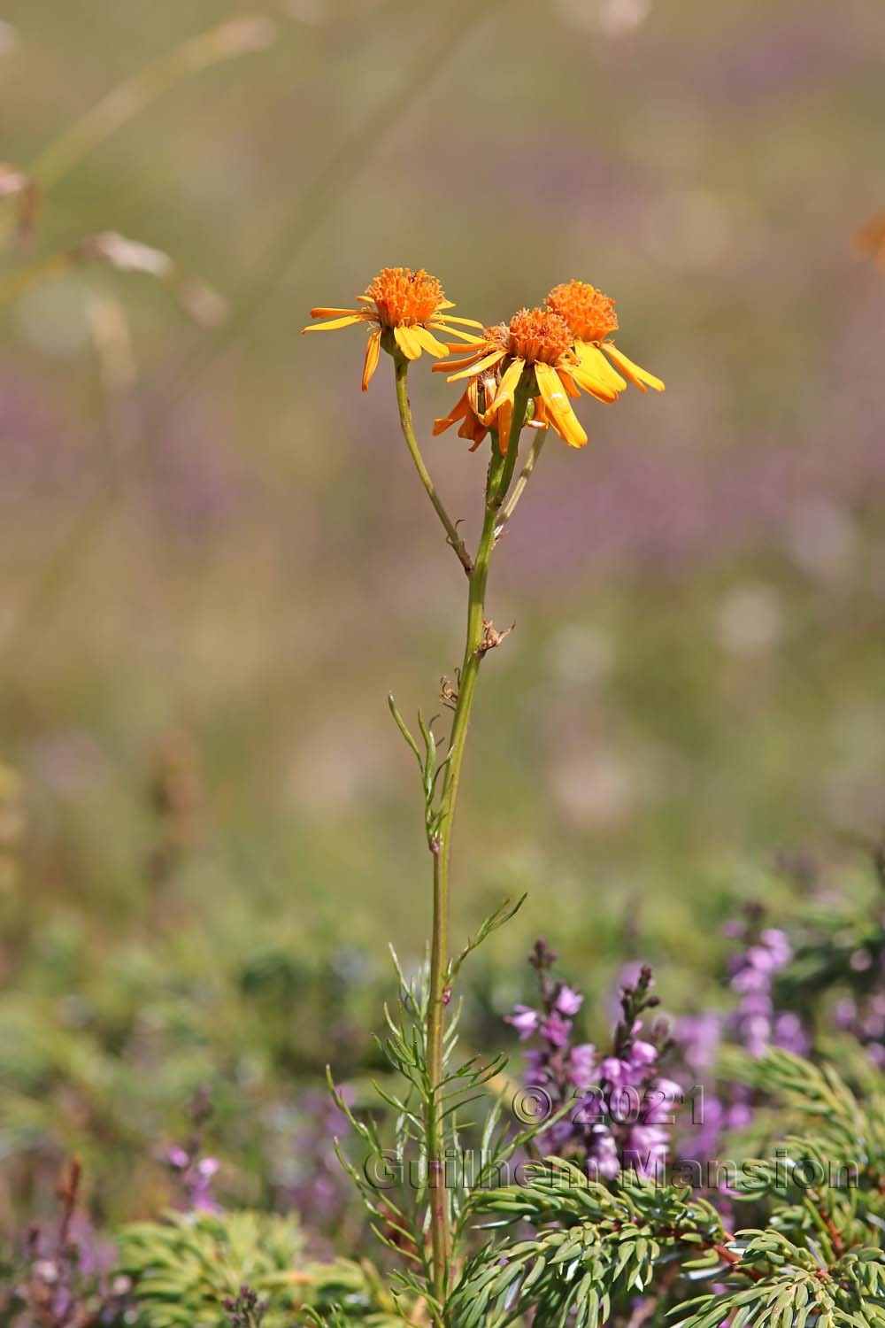 Jacobaea abrotanifolia [Senecio abrotanifolius]