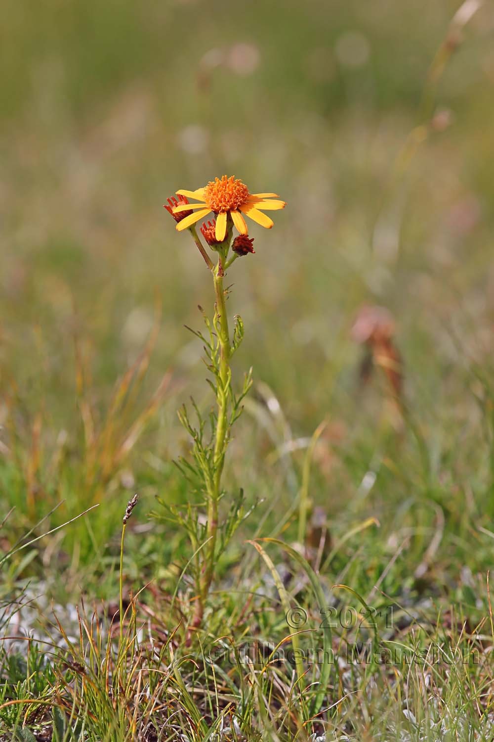 Jacobaea abrotanifolia [Senecio abrotanifolius]