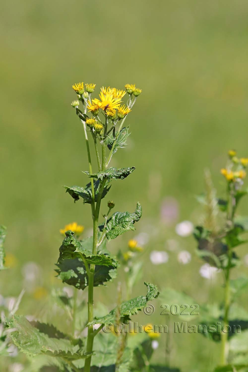 Jacobaea alpina [Senecio alpinus]