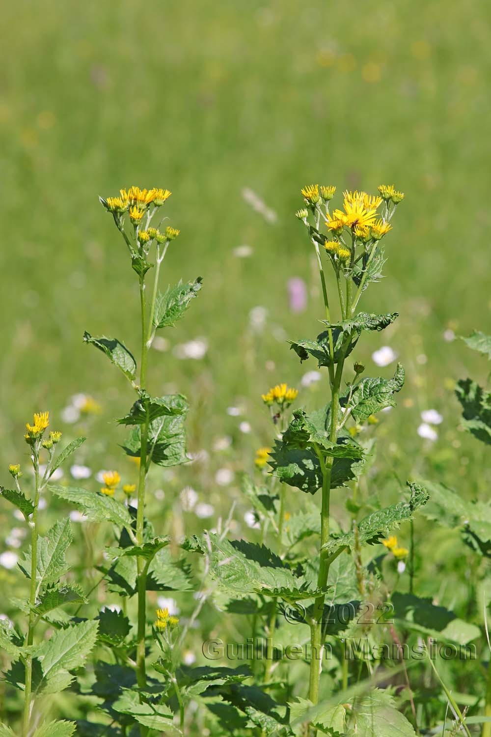 Jacobaea alpina [Senecio alpinus]