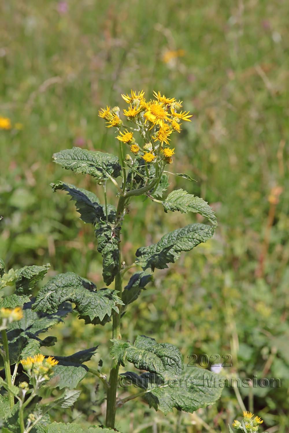 Jacobaea alpina [Senecio alpinus]