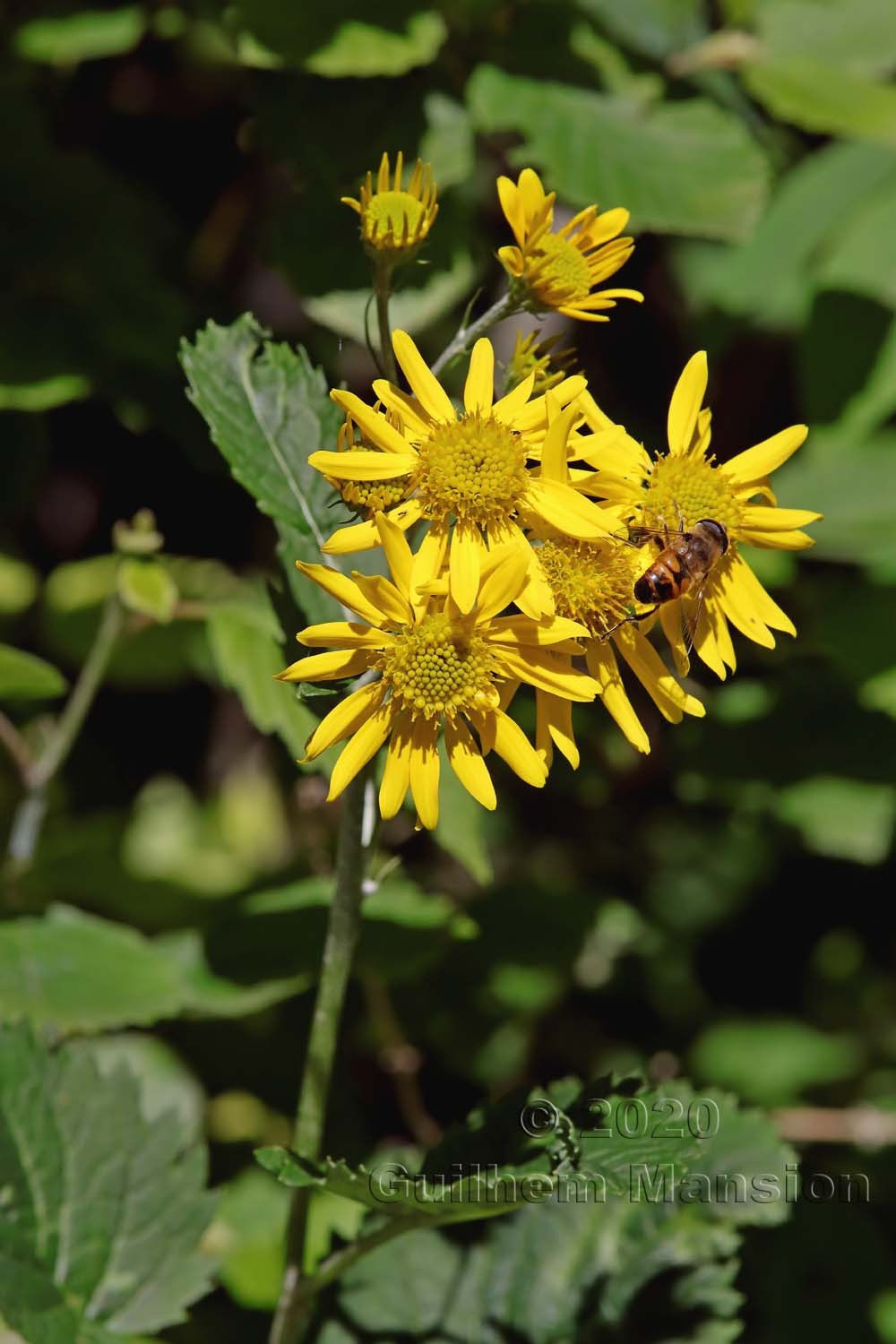 Jacobaea alpina [Senecio alpinus]