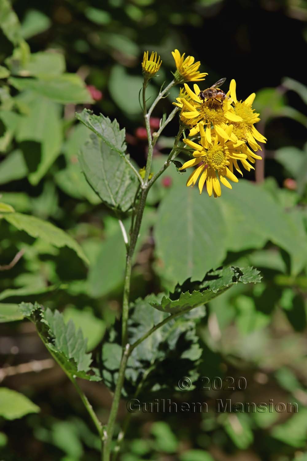 Jacobaea alpina [Senecio alpinus]