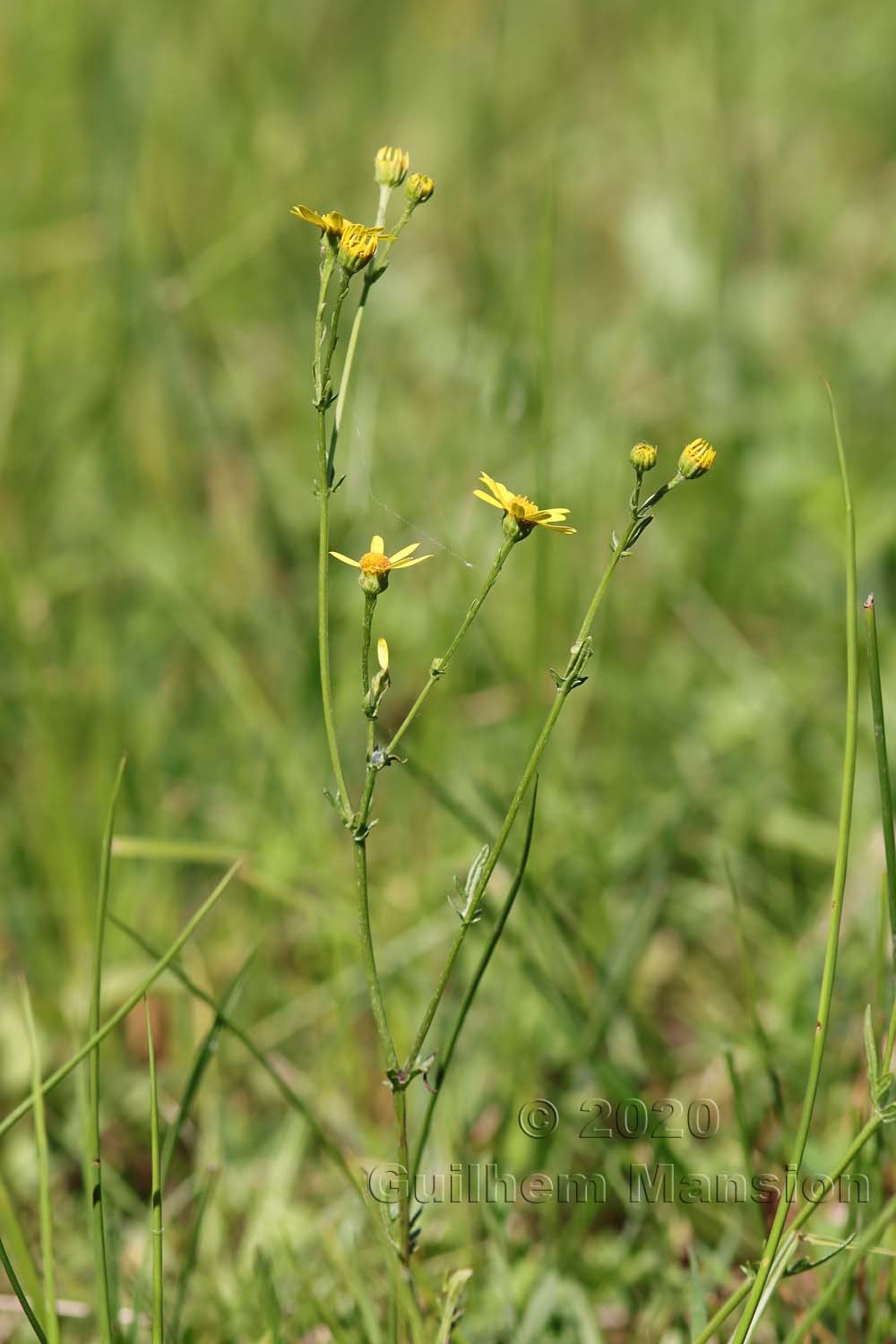 Jacobaea aquatica [Senecio aquaticus]