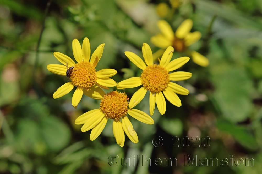 Jacobaea aquatica [Senecio aquaticus]