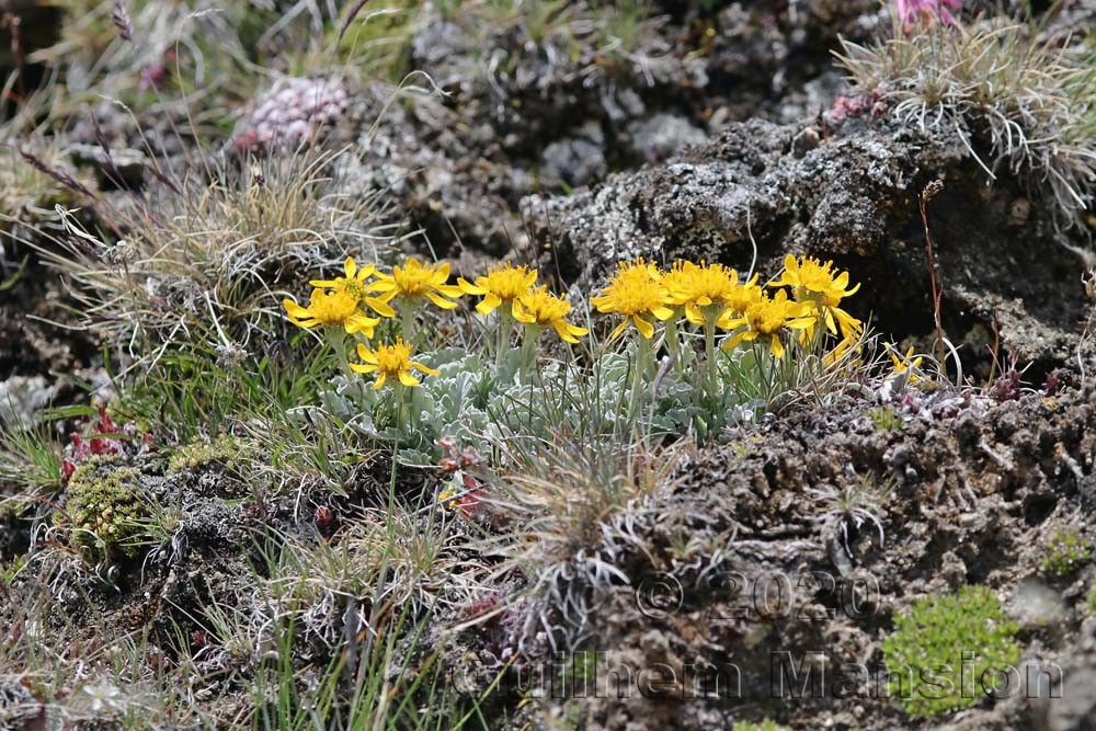 Jacobaea incana [Senecio incanus]