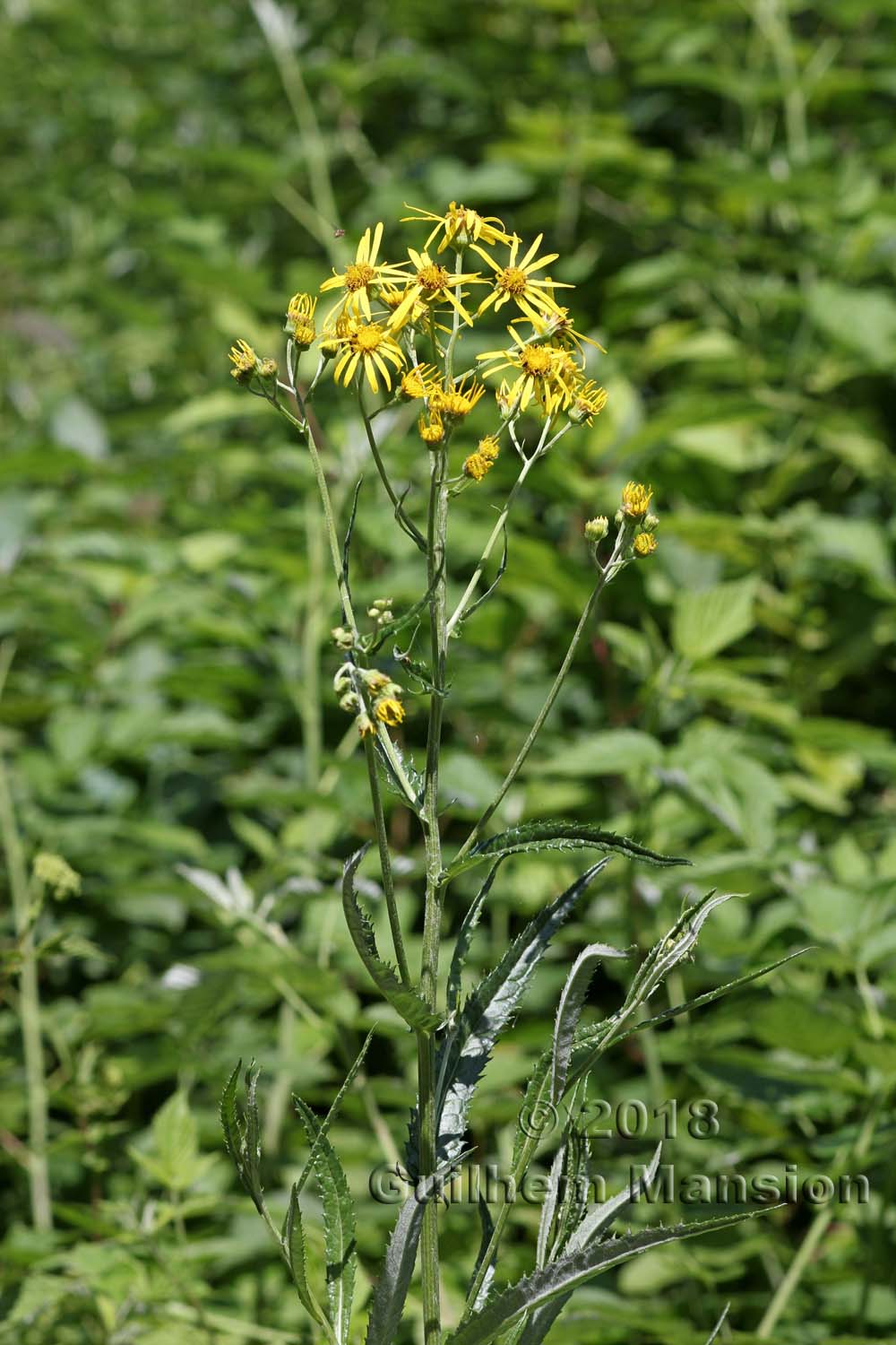 Jacobaea paludosa [Senecio paludosus]