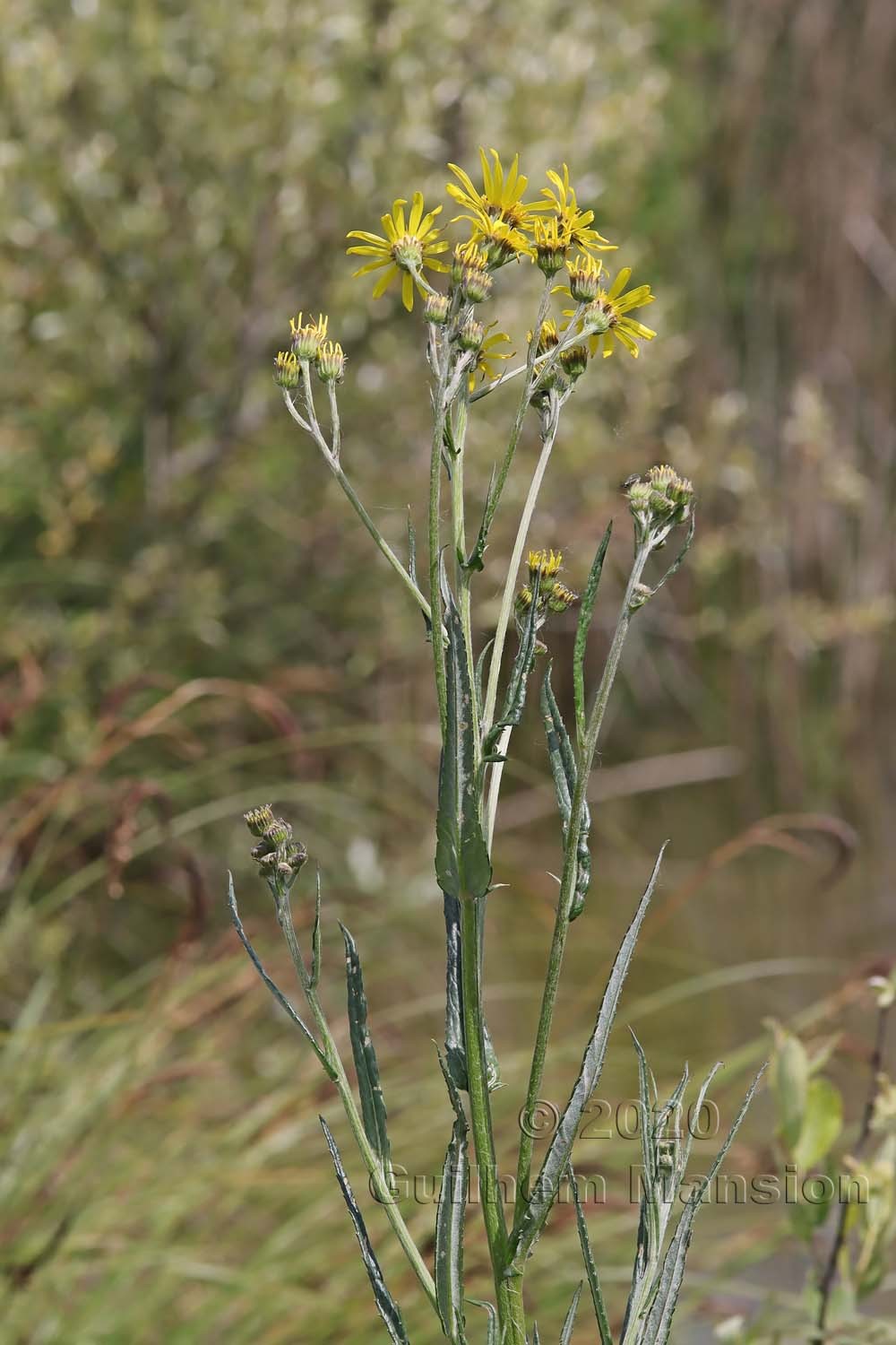 Jacobaea paludosa [Senecio paludosus]