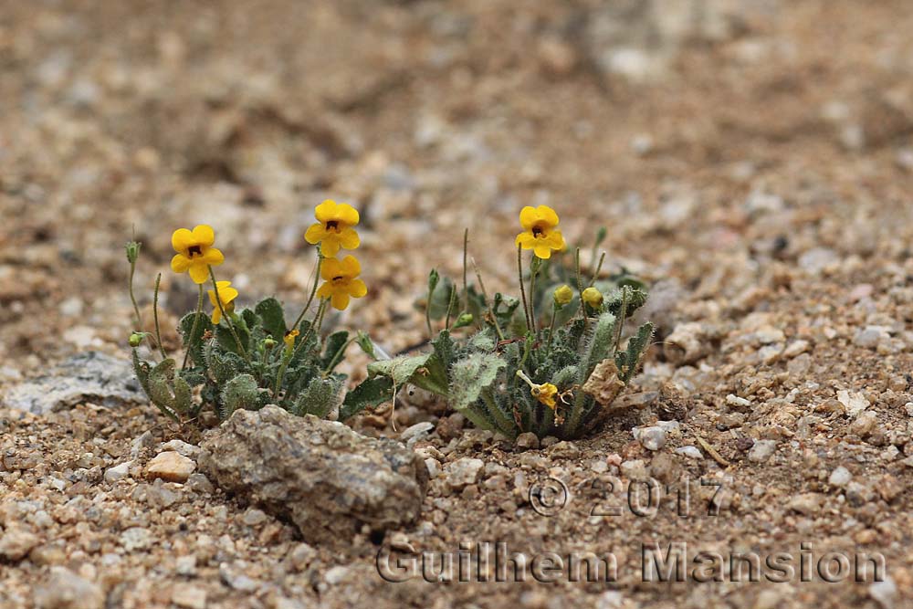 Jamesbrittenia pedunculosa