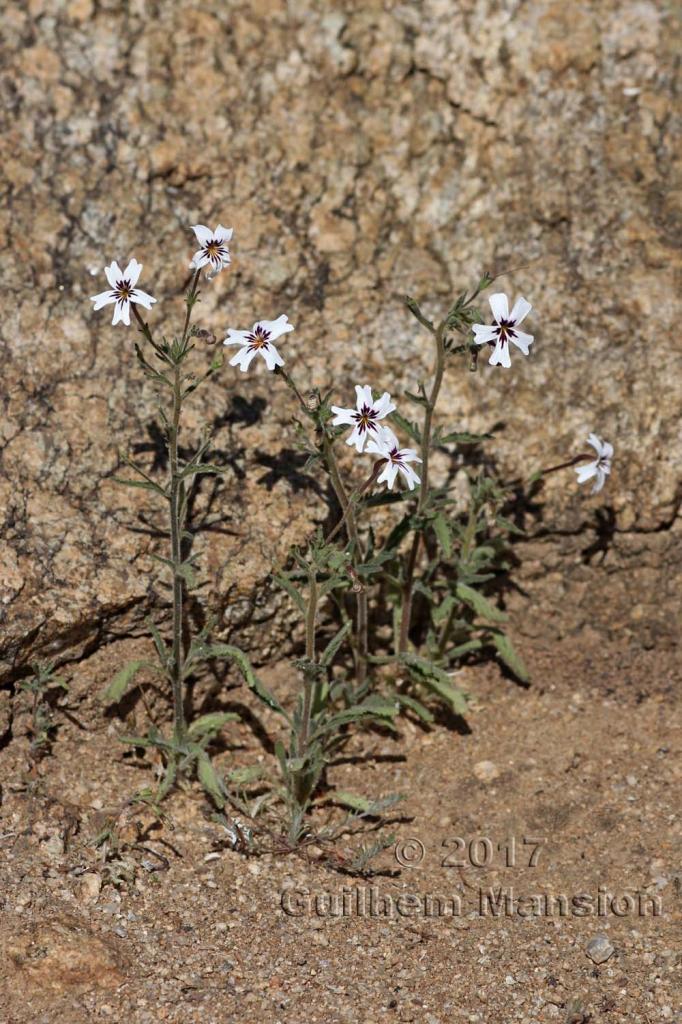 Jamesbrittenia racemosa