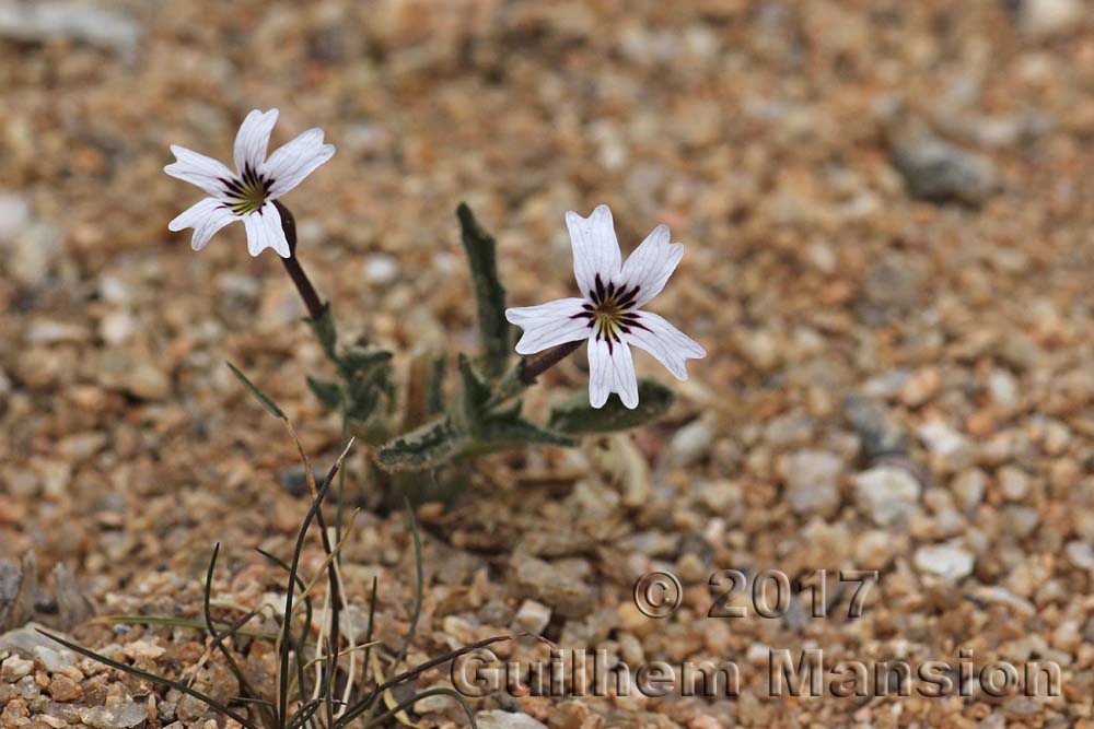 Jamesbrittenia racemosa