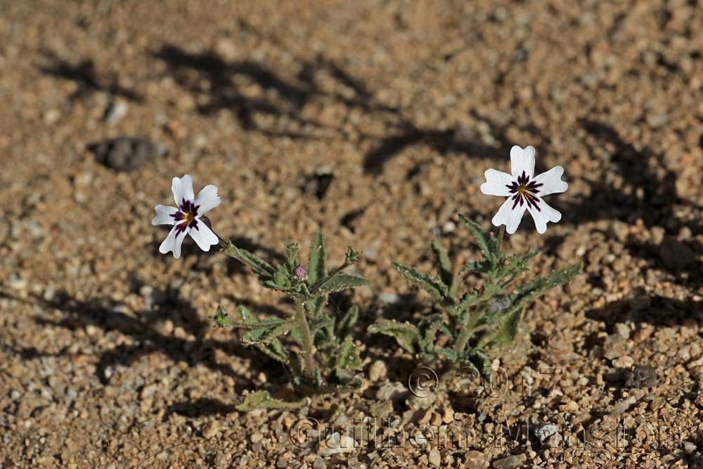 Jamesbrittenia thunbergii