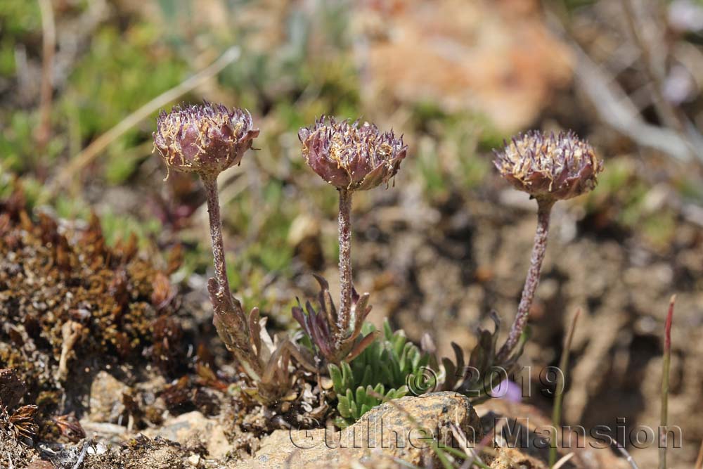 Jasione cripsa