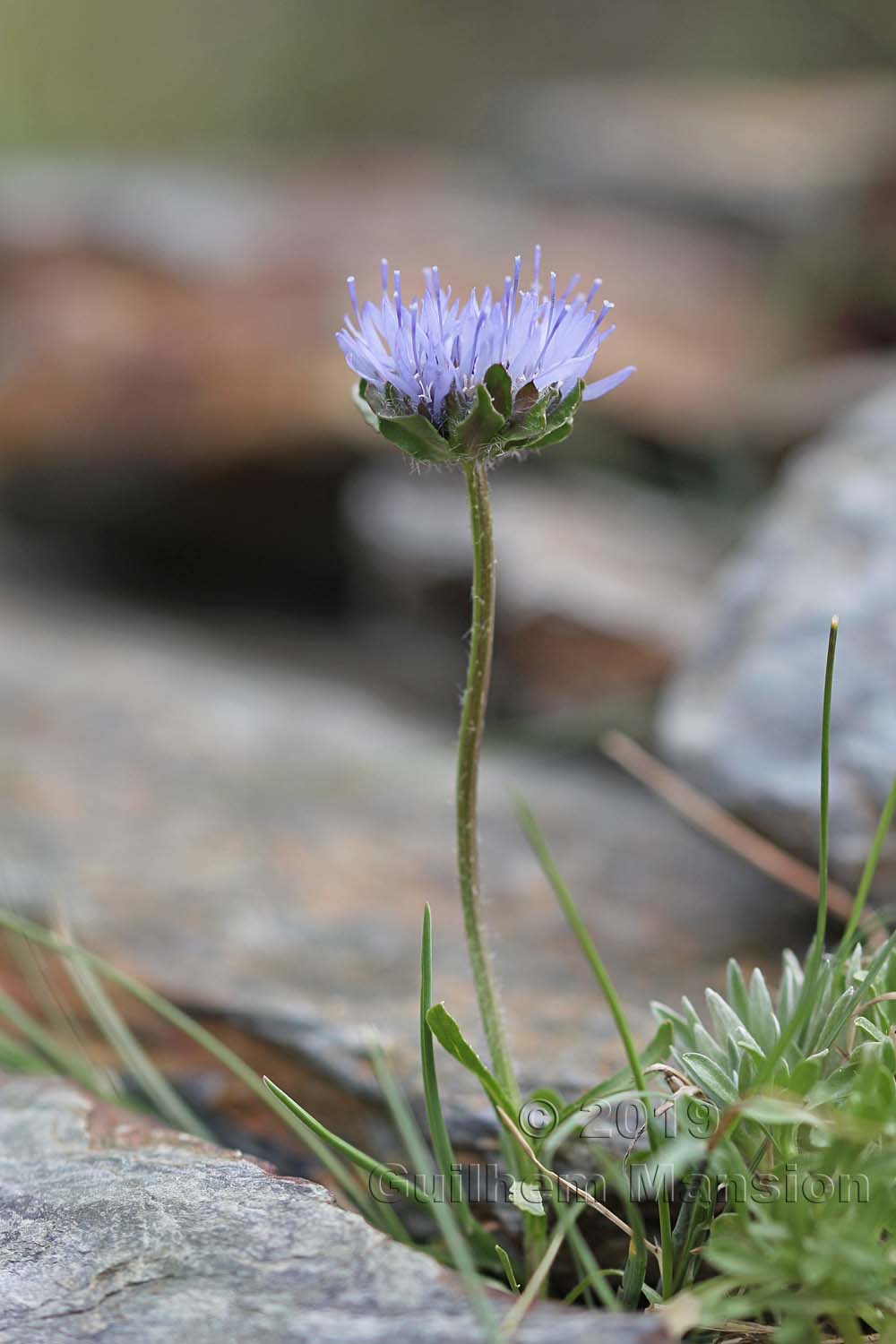 Jasione crispa