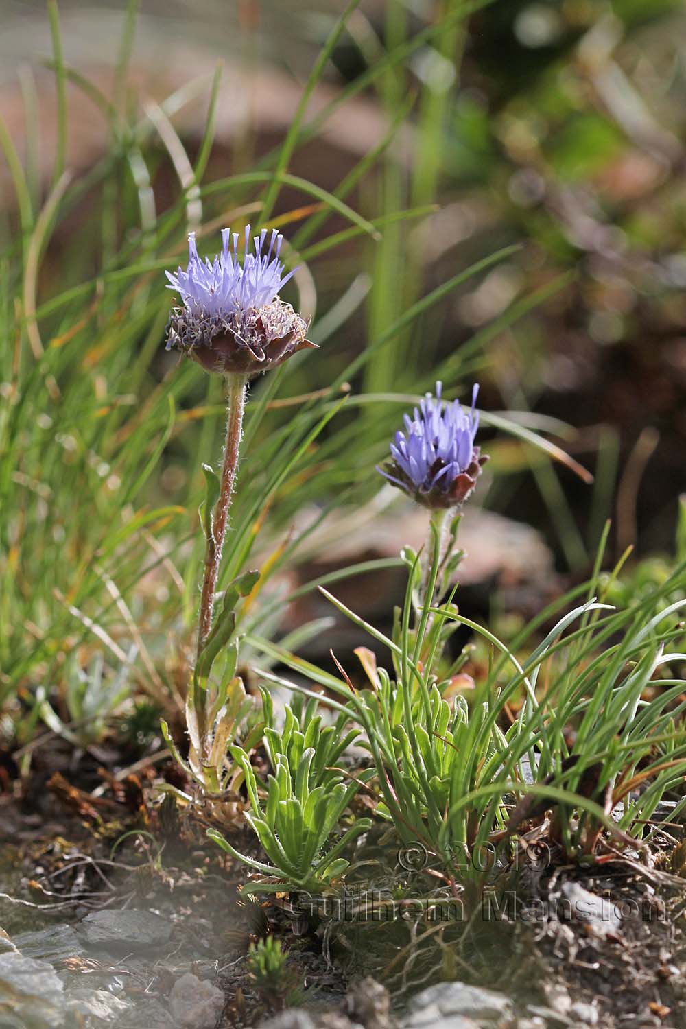 Jasione crispa