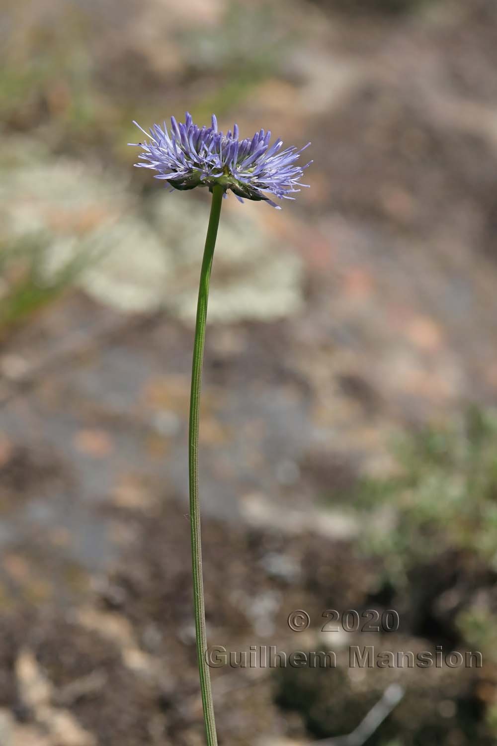 Jasione montana