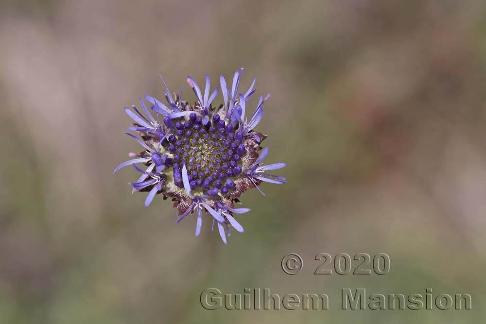 Jasione montana