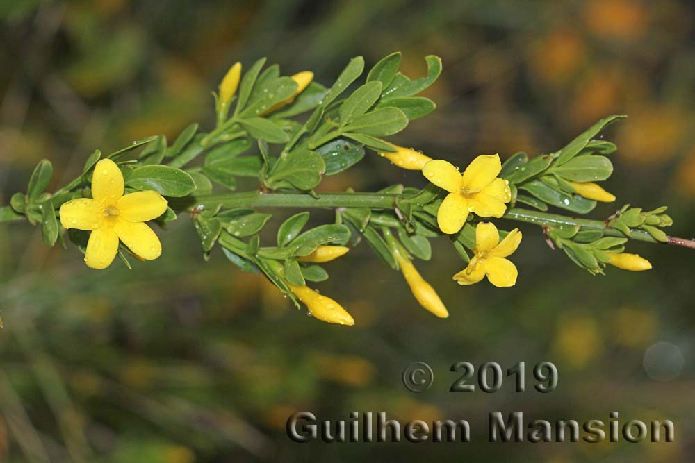 Jasminum fruticans