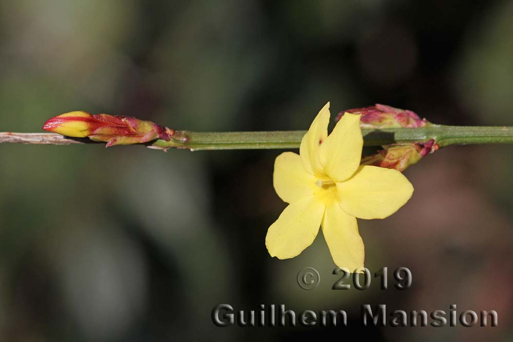 Jasminum nudiflorum