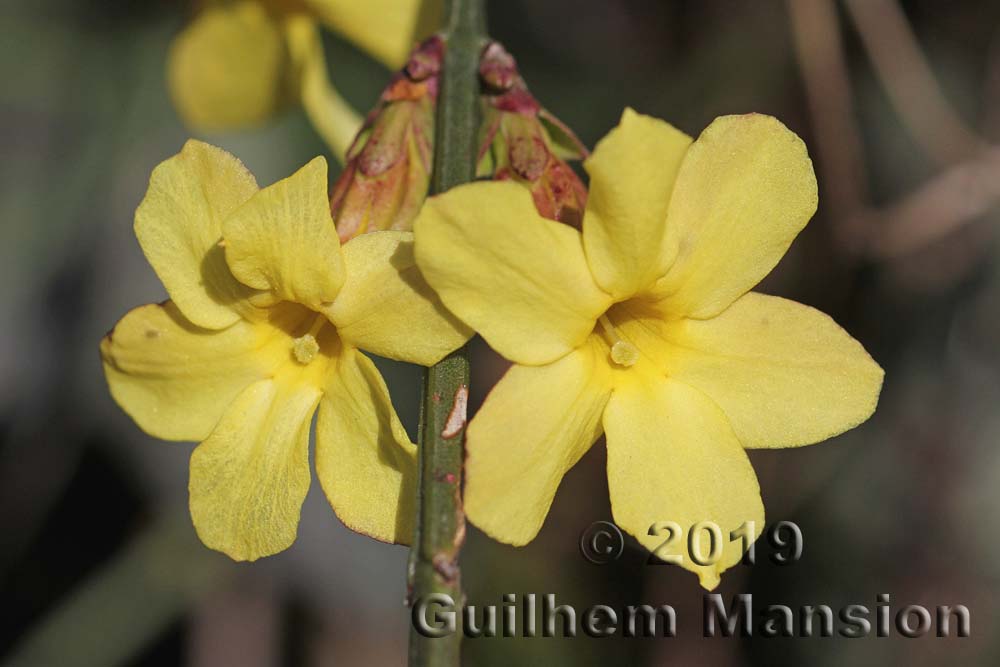 Jasminum nudiflorum