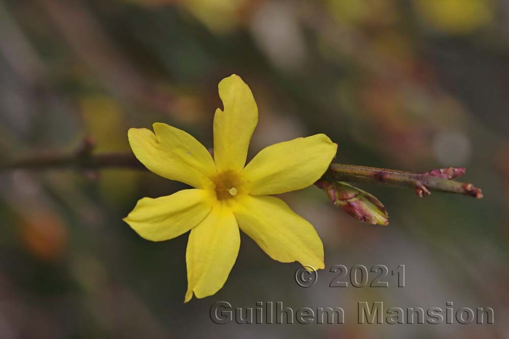 Jasminum nudiflorum