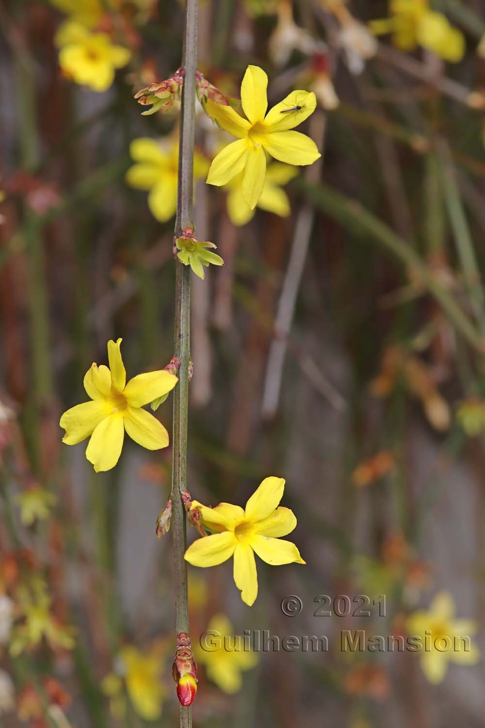 Jasminum nudiflorum