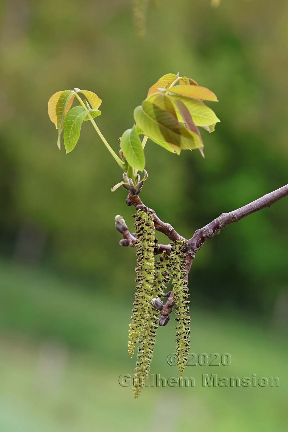 Juglans regia