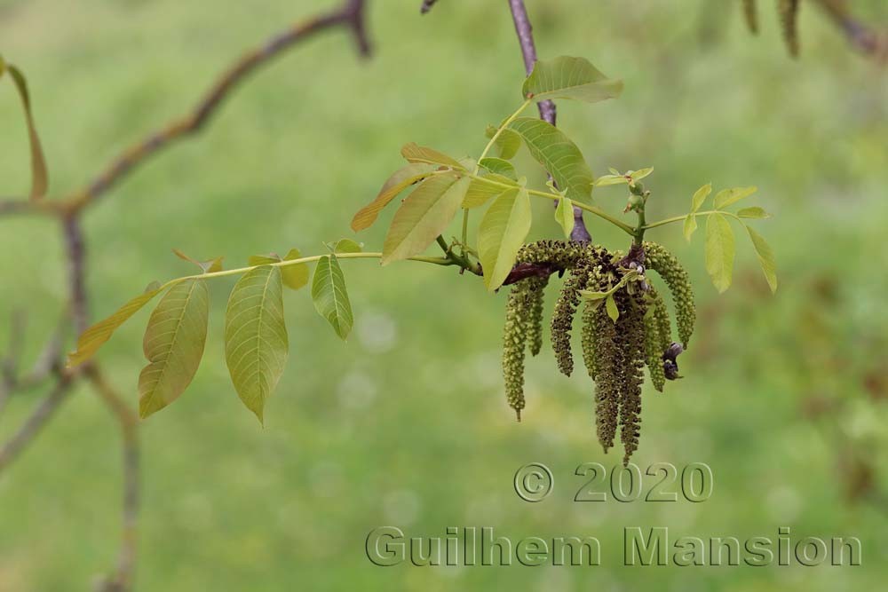 Juglans regia