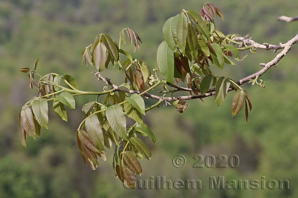 Juglans regia